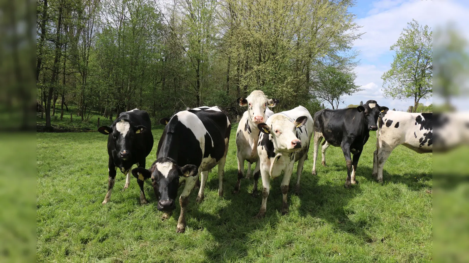 Kühe und Rinder sind Landschaftspfleger. Wiesen und Weiden werden durch sie erhalten und gepflegt, sonst würden sie verbuschen und verwildern. (Foto: WLV)