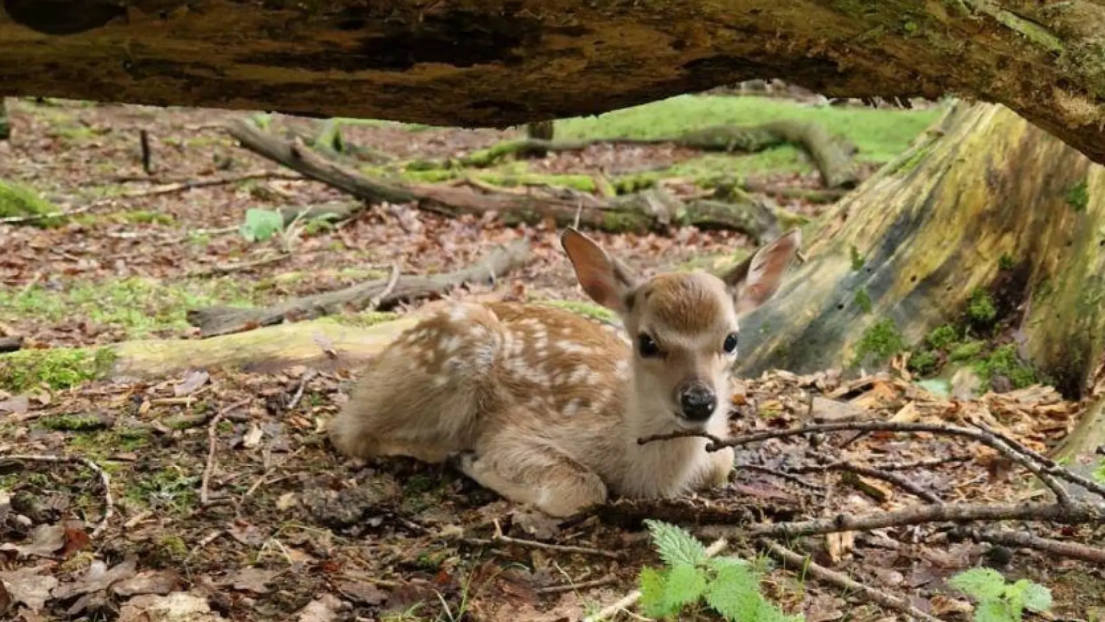 Sikakalb im Wildpark. (Foto: Björn Strohmann, Wildpark Neuhaus)