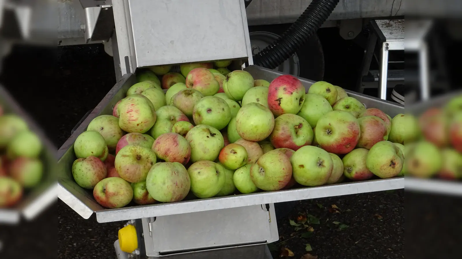 Diese Äpfel blieben nicht ungenutzt unterm Baum liegen. (Foto: privat)