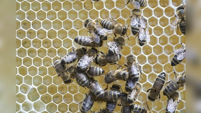 Das fleißige Gewusel im Bienenstock konnten die Besucher des Aktionstages in der Bienenwelt des Tierparks Sababurg erleben. (Foto: Stefan Bönning)