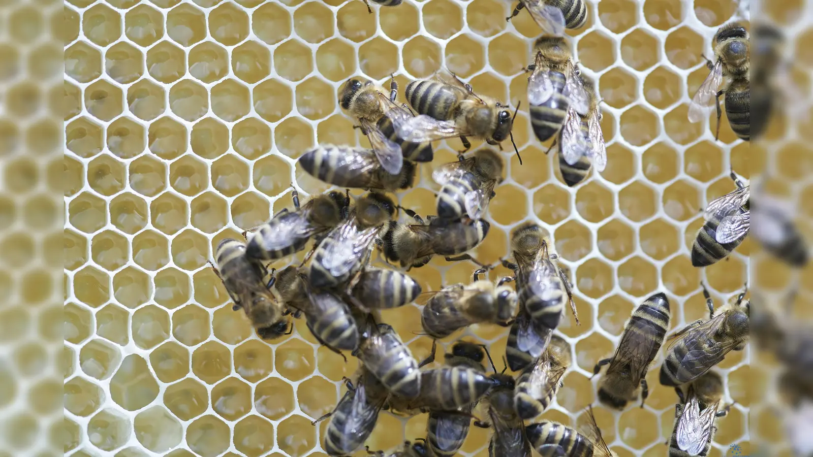 Das fleißige Gewusel im Bienenstock konnten die Besucher des Aktionstages in der Bienenwelt des Tierparks Sababurg erleben. (Foto: Stefan Bönning)