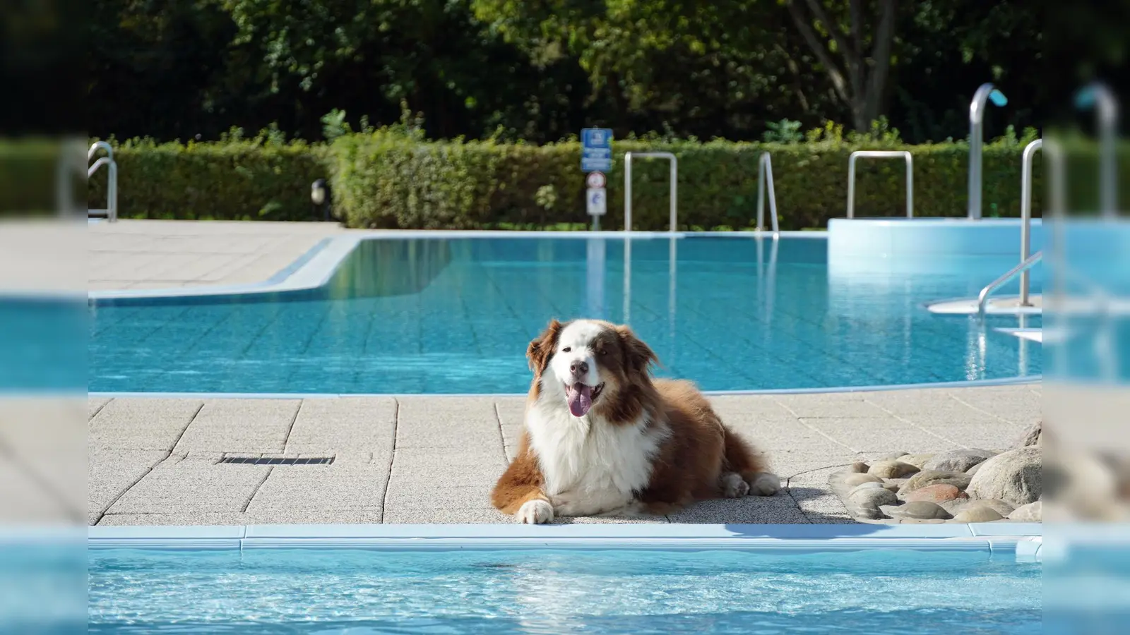 Auch Hunde dürfen mal das Sommerbad besuchen. (Foto: Stadt Brakel)