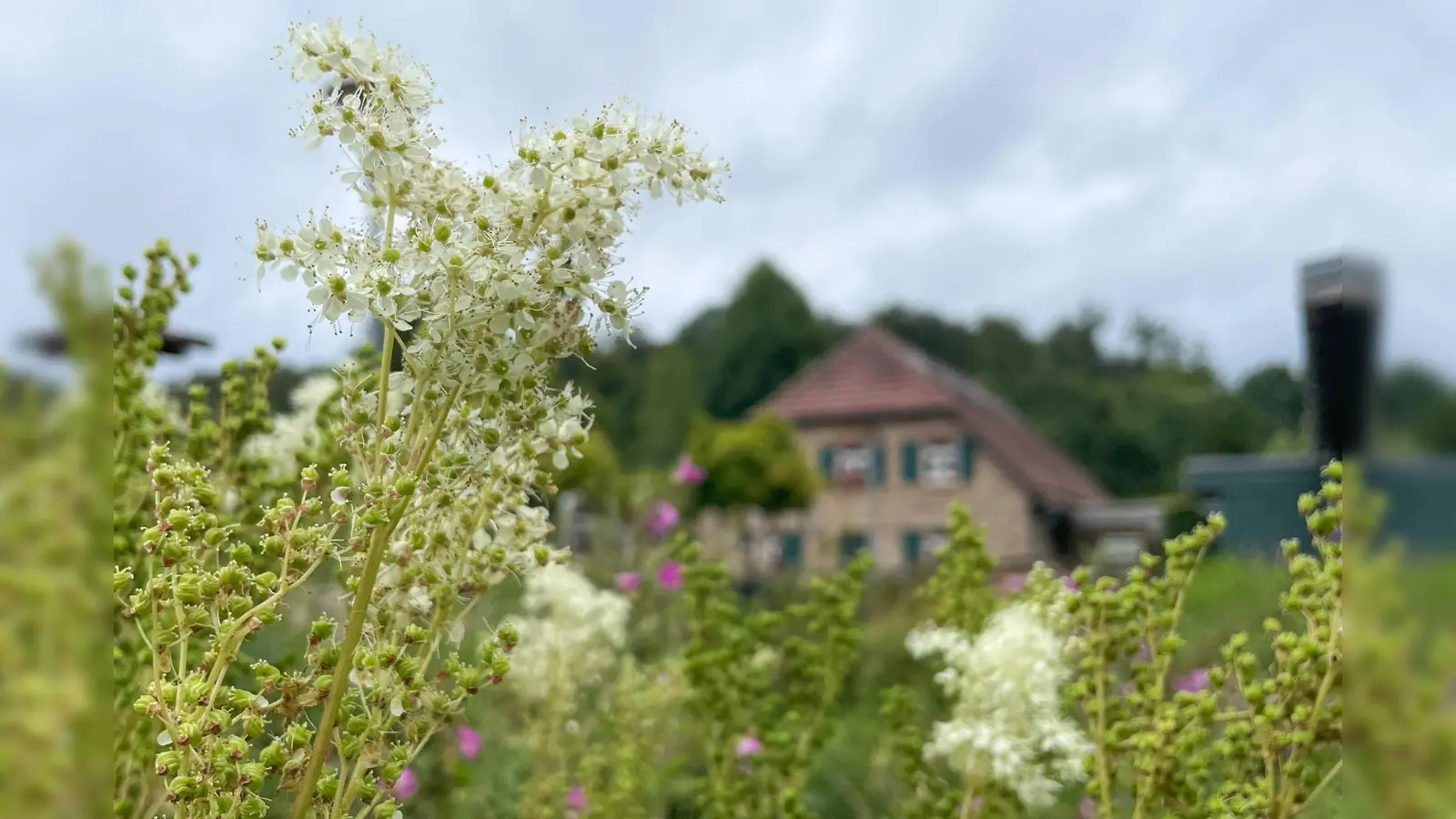 Essbare Wildpflanzen im Sommer. (Foto: privat)