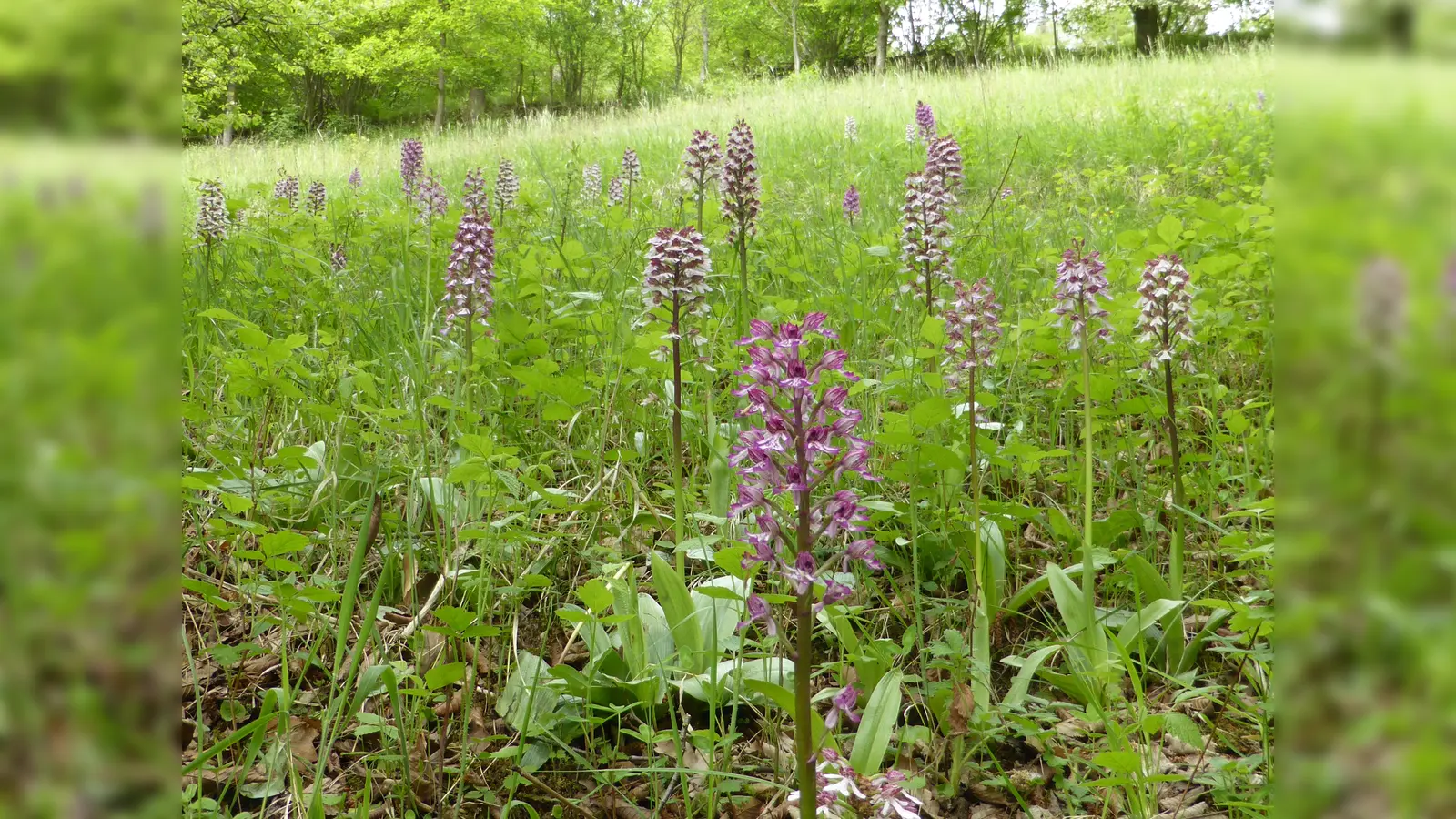 Naturnahe Waldwiese. (Foto: Michael Buschmann)