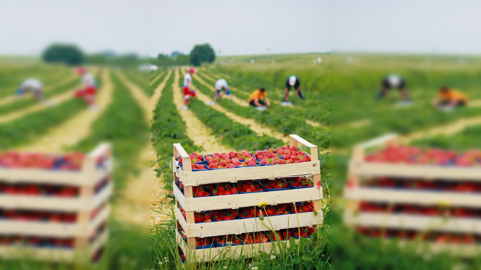 Zum Angebot des Trendelburger Sonntagsmarktes gehören frische, regionale Lebensmittel, beispielsweise Erdbeeren. (Foto: privat)